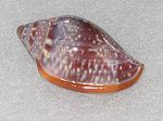 MARGINELLA GOODALI